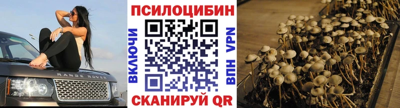 магазин    Нестеровская  Галлюциногенные грибы Psilocybine cubensis 